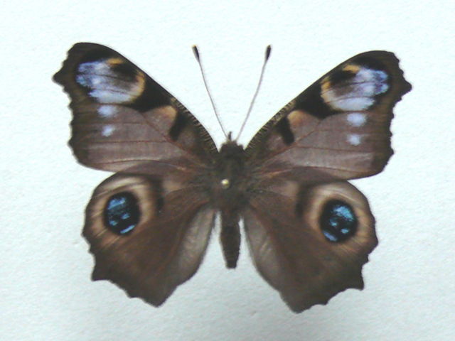 Aglais io (aberration 5) Internet Image property of respective owner, non-commercial use only